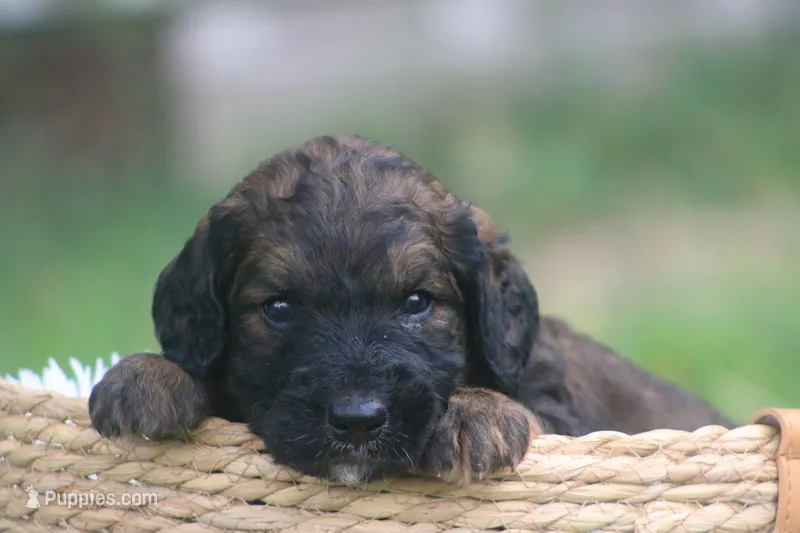 Kenzo  – Goldendoodle puppy for sale in Knob Noster, MO