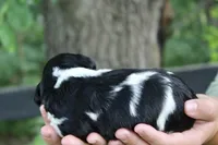 Hendrix, a male Bernedoodle for sale in Knob Noster, MO – 4 of 4