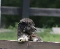 Mighty, a male Miniature Aussiedoodle for sale in Knob Noster, MO – 4 of 4