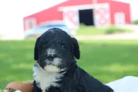 Hopscotch , a male Bernedoodle for sale in Knob Noster, MO – 5 of 5