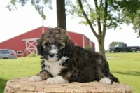 Holly, a male Poodle - Standard  and Miniature Bernedoodle for sale in Knob Noster, MO – 3 of 4