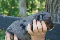 Misty , a female Miniature Aussiedoodle for sale in Knob Noster, MO – 4 of 5