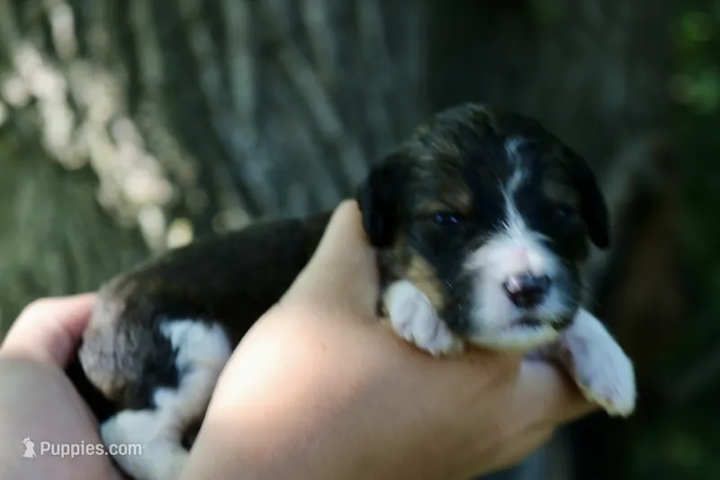 Hugo – Bernedoodle puppy for sale in Knob Noster, MO