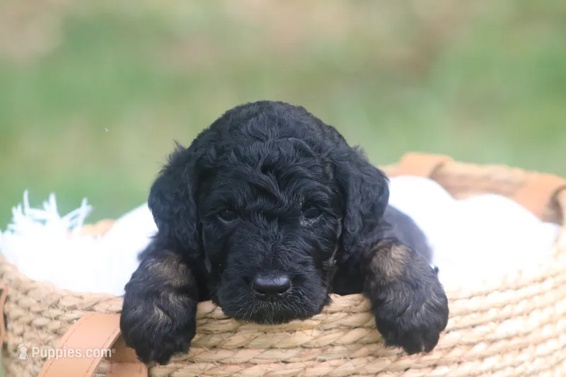 Karl  – Goldendoodle puppy for sale in Knob Noster, MO