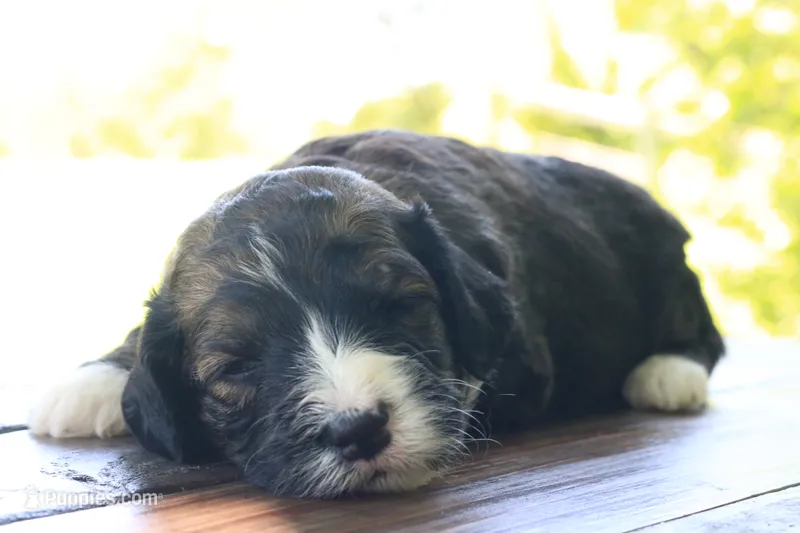Holly – Poodle - Standard , Miniature Bernedoodle puppy for sale in Knob Noster, MO