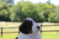 Harvey, a male Bernedoodle for sale in Knob Noster, MO – 2 of 4