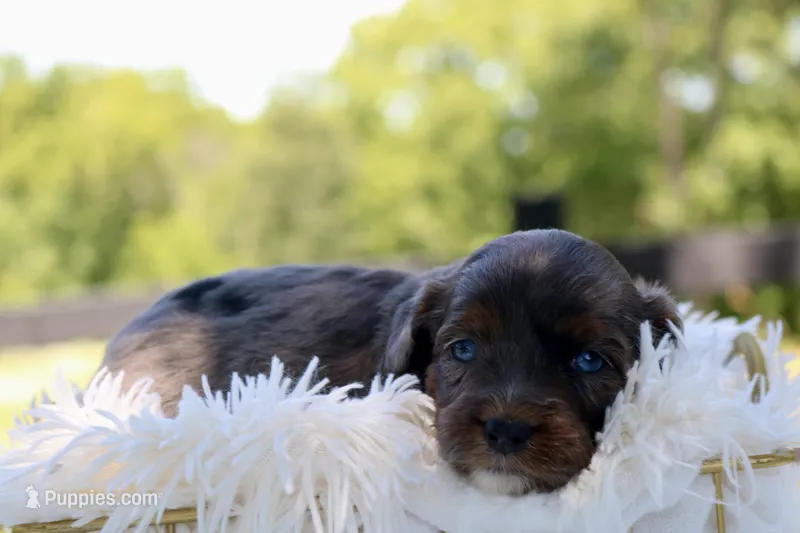 Mr. – Miniature Aussiedoodle puppy for sale in Knob Noster, MO