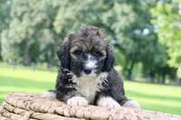 Holly, a male Poodle - Standard  and Miniature Bernedoodle for sale in Knob Noster, MO – 2 of 4