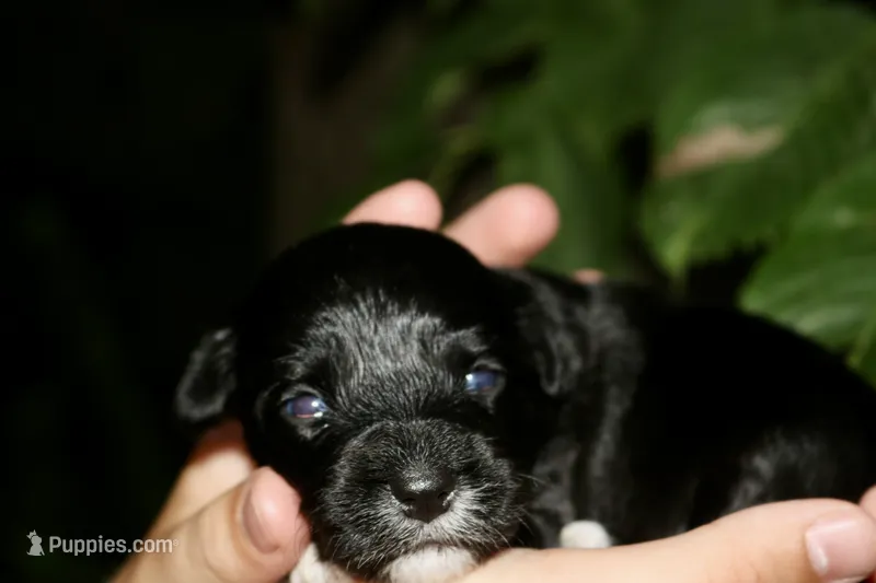 Marley  – Miniature Aussiedoodle puppy for sale in Knob Noster, MO