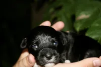 Marley , a female Miniature Aussiedoodle for sale in Knob Noster, MO – 1 of 4