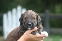 Kathy , a female Goldendoodle for sale in Knob Noster, MO – 2 of 3