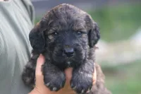 Kole , a male Goldendoodle for sale in Knob Noster, MO – 2 of 3