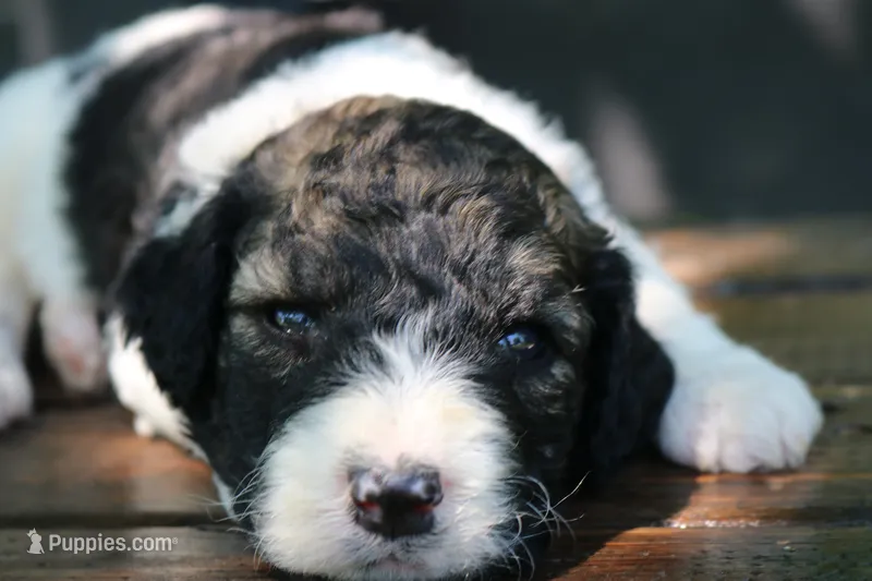 Hiccup  – Poodle - Standard , Miniature Bernedoodle puppy for sale in Knob Noster, MO