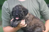 Kole , a male Goldendoodle for sale in Knob Noster, MO – 3 of 3