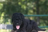 Karl , a male Goldendoodle for sale in Knob Noster, MO – 4 of 4