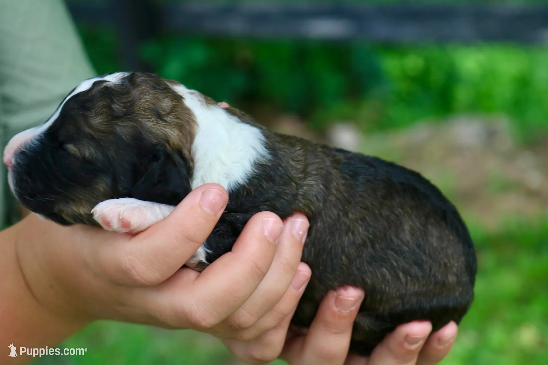Hugo, a male Bernedoodle for sale in Knob Noster, MO – 2 of 4