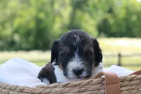Hugo, a male Bernedoodle for sale in Knob Noster, MO – 2 of 4