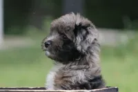 Mighty, a male Miniature Aussiedoodle for sale in Knob Noster, MO – 2 of 4