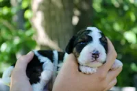 Harper , a male Poodle - Standard  and Miniature Bernedoodle for sale in Knob Noster, MO – 3 of 3