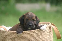 Kathy , a female Goldendoodle for sale in Knob Noster, MO – 3 of 3