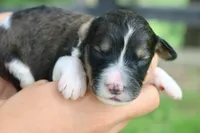 Hugo, a male Bernedoodle for sale in Knob Noster, MO – 4 of 4