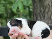 Harvey, a male Bernedoodle for sale in Knob Noster, MO – 3 of 3