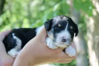 Hudson , a male Poodle - Standard  and Miniature Bernedoodle for sale in Knob Noster, MO – 2 of 3