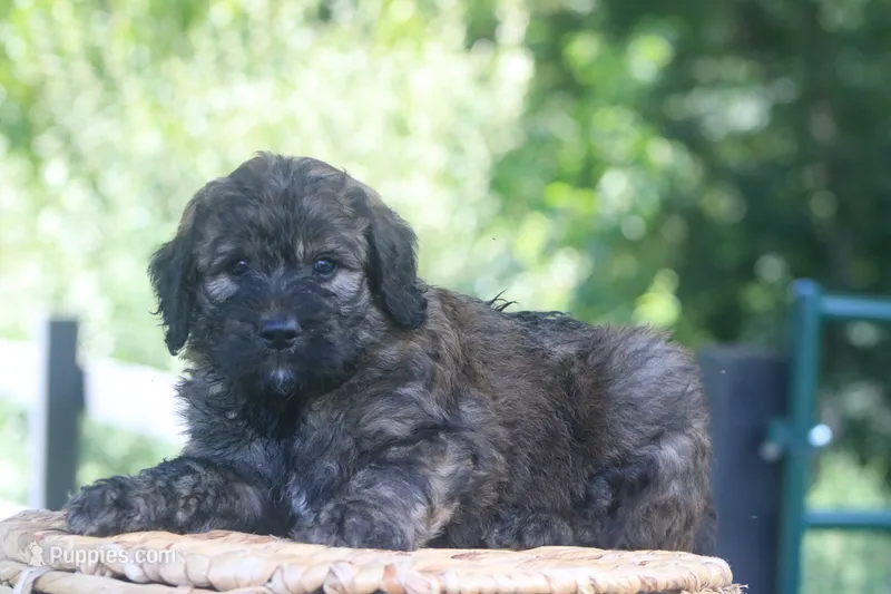 Kole  – Goldendoodle puppy for sale in Knob Noster, MO