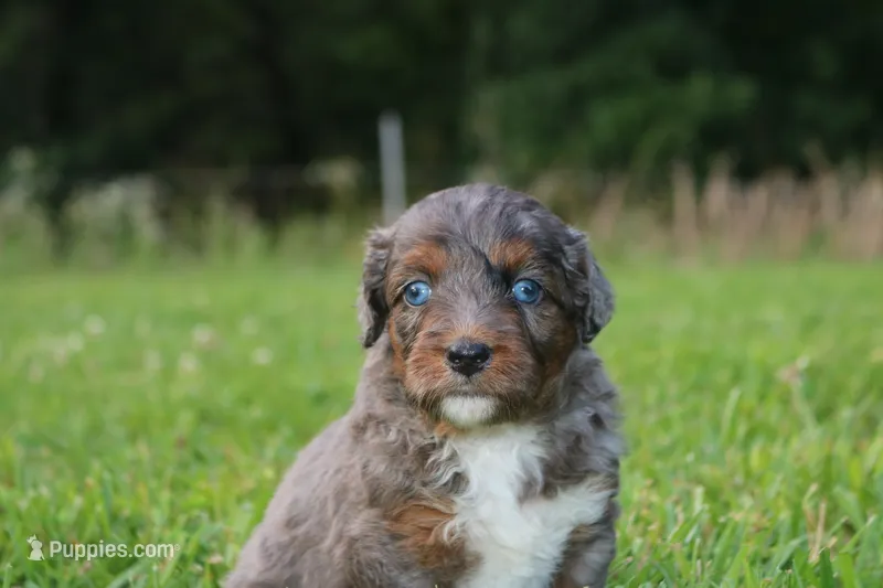 Mr. – Miniature Aussiedoodle puppy for sale in Knob Noster, MO