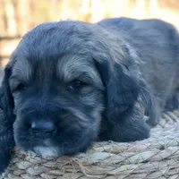 Chloe, a female Goldendoodle for sale in Knob Noster, MO – Photo 1 of 7