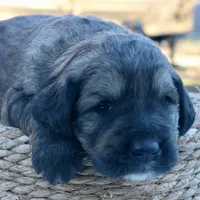 Chloe, a female Goldendoodle for sale in Knob Noster, MO – Photo 4 of 7