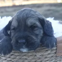 Chloe, a female Goldendoodle for sale in Knob Noster, MO – Photo 5 of 7