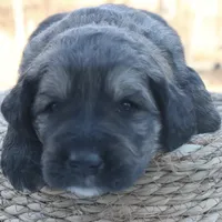 Chloe, a female Goldendoodle for sale in Knob Noster, MO – Photo 3 of 7
