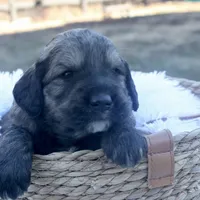 Chloe, a female Goldendoodle for sale in Knob Noster, MO – Photo 6 of 7