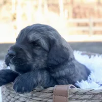 Chloe, a female Goldendoodle for sale in Knob Noster, MO – Photo 2 of 7