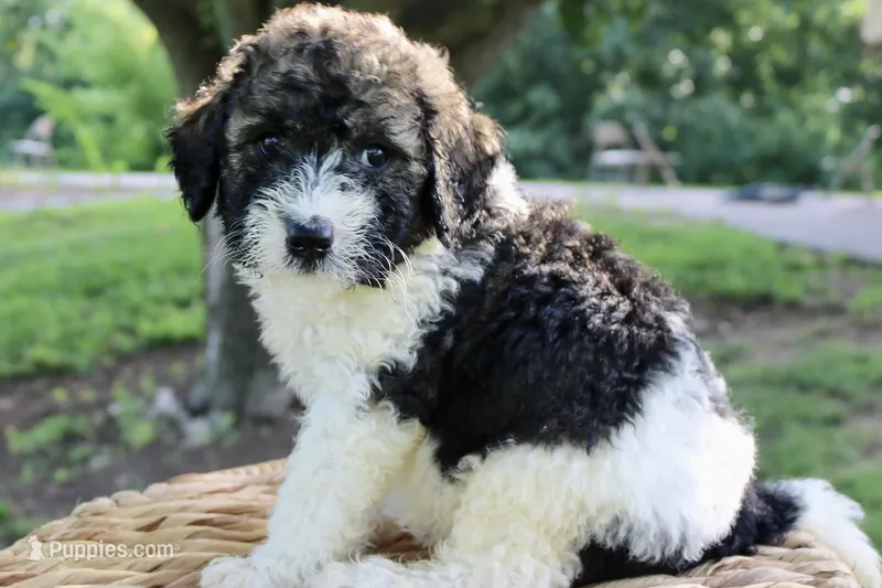 Hiccup  – Poodle - Standard , Miniature Bernedoodle puppy for sale in Knob Noster, MO