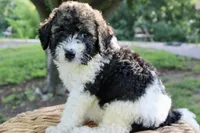 Hiccup , a male Bernedoodle for sale in Knob Noster, MO – 1 of 4