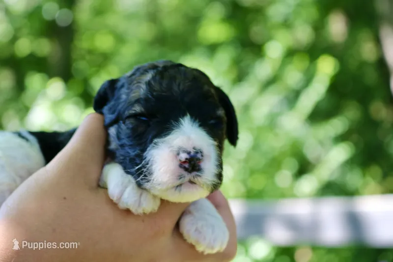 Hiccup  – Poodle - Standard , Miniature Bernedoodle puppy for sale in Knob Noster, MO