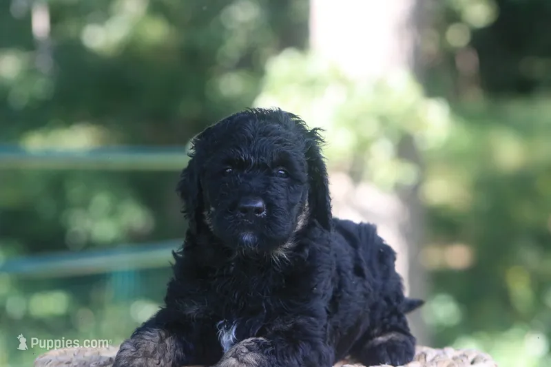 Karl  – Goldendoodle puppy for sale in Knob Noster, MO