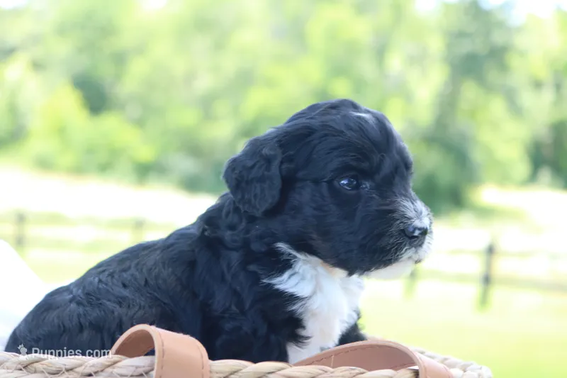 Hopscotch  – Bernedoodle puppy for sale in Knob Noster, MO