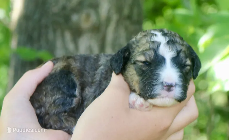 Happy  – Bernedoodle puppy for sale in Knob Noster, MO