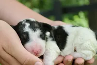 Hope , a female Bernedoodle for sale in Knob Noster, MO – 2 of 3