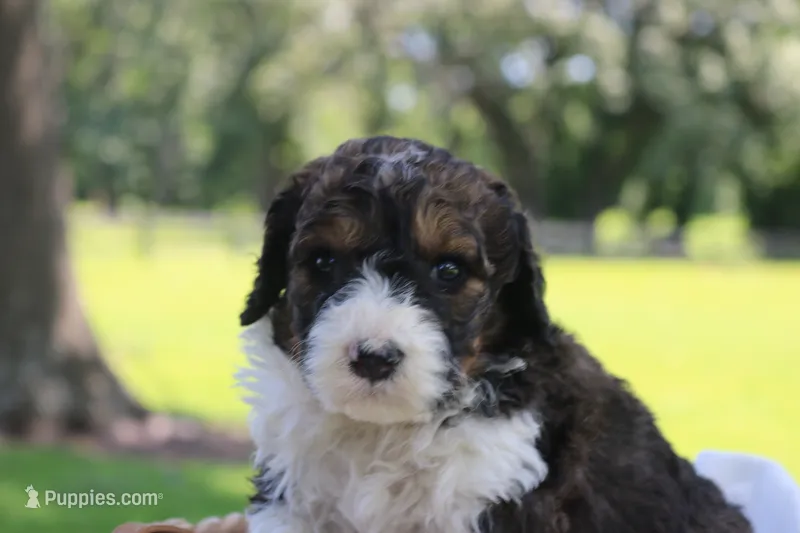 Hudson  – Poodle - Standard , Miniature Bernedoodle puppy for sale in Knob Noster, MO