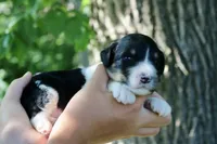 Hudson , a male Poodle - Standard  and Miniature Bernedoodle for sale in Knob Noster, MO – 3 of 3
