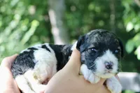 Hiccup , a male Poodle - Standard  and Miniature Bernedoodle for sale in Knob Noster, MO – 3 of 3