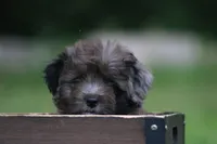 Mighty, a male Miniature Aussiedoodle for sale in Knob Noster, MO – 3 of 4