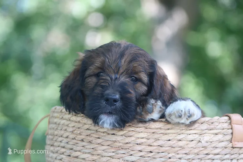 Kathy  – Goldendoodle puppy for sale in Knob Noster, MO