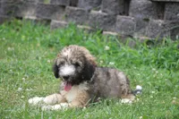 Happy , a female Miniature Bernedoodle for sale in Knob Noster, MO – 3 of 3