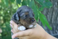 Misty , a female Miniature Aussiedoodle for sale in Knob Noster, MO – 2 of 5