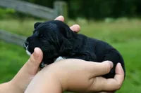 Marley , a female Miniature Aussiedoodle for sale in Knob Noster, MO – 3 of 4